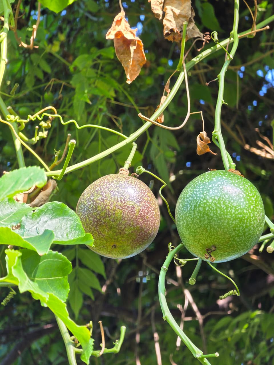 Grafted Mango Seedling